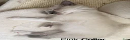 Ragdoll cats for sale: RAGDOLL KITTENS £525 ONLY 2 LEFT - Advert 12