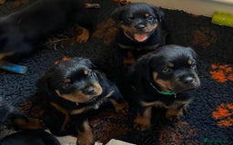 Rottweiler dogs for sale: Stunning kc registered Rottweiler pups.  - Image 25