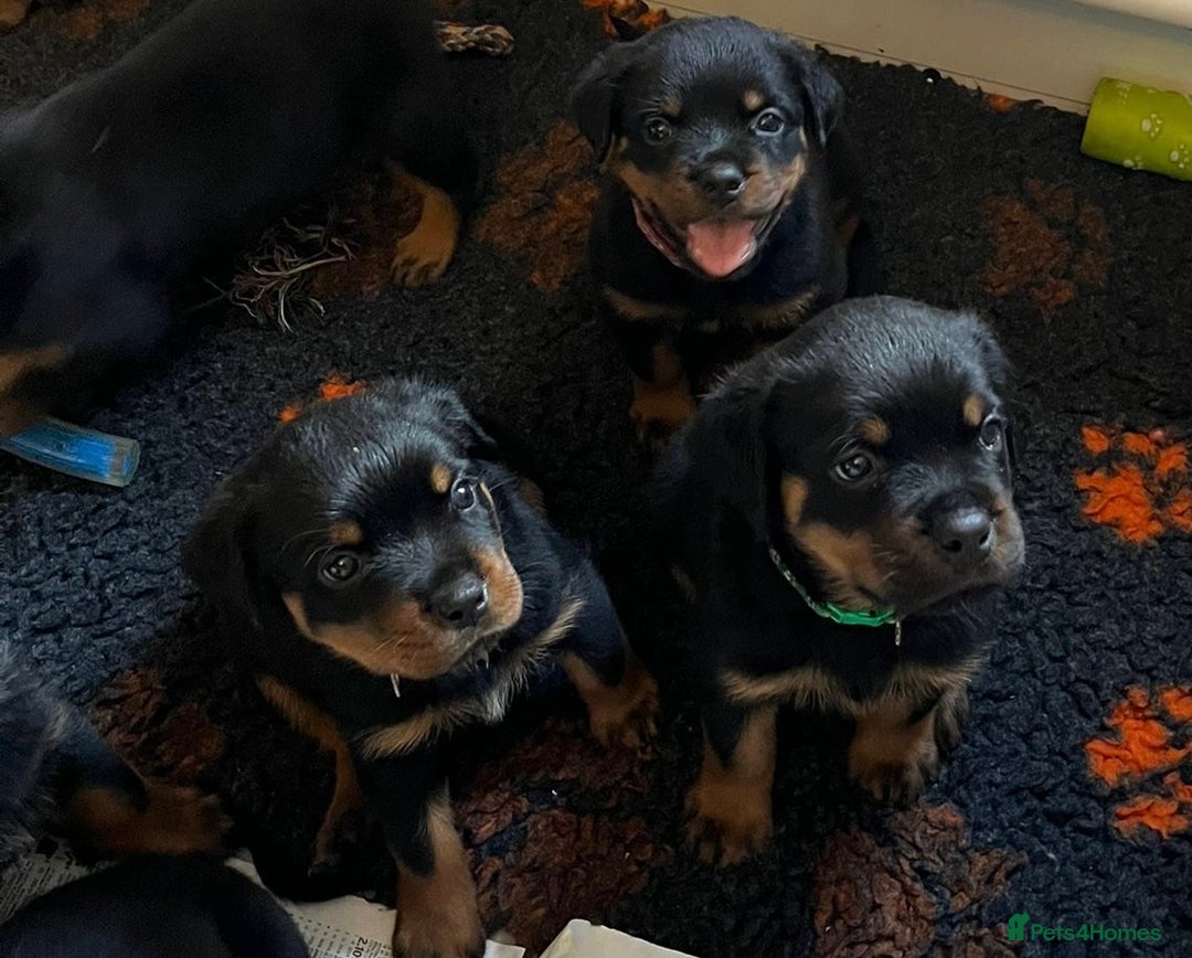 Rottweiler dogs for sale: Stunning kc registered Rottweiler pups.  - Image 25