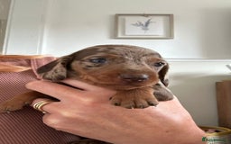Dachshund dogs for sale: Miniature Daschund - Image 16