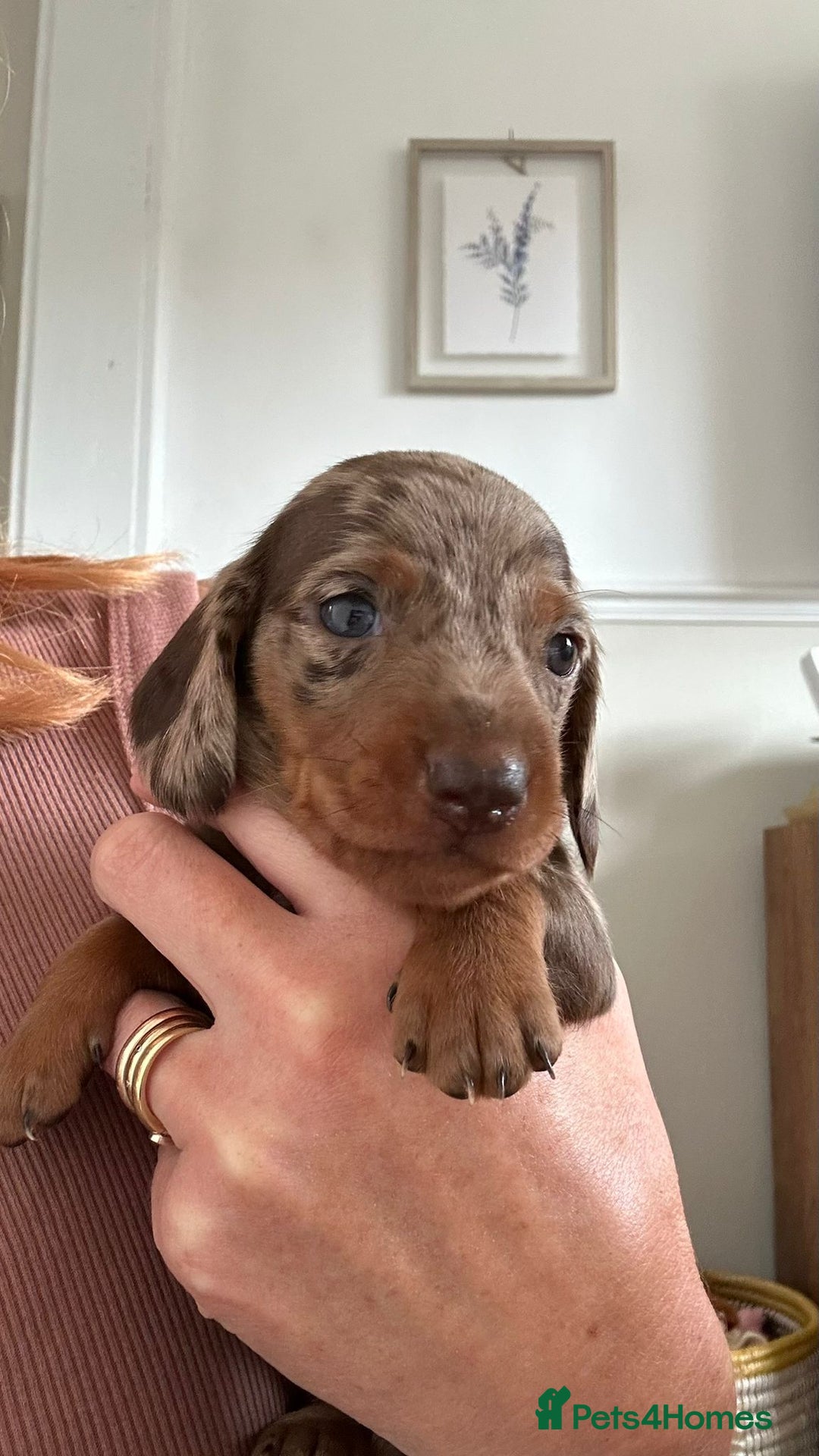 Dachshund dogs for sale: Miniature Daschund - Image 16