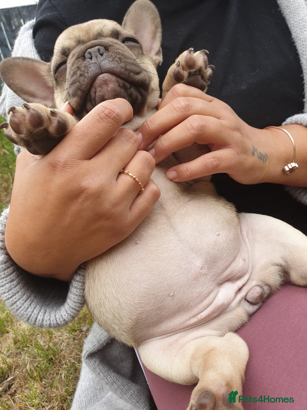 French Bulldog dogs for sale: 2 beautiful puppies available 😍  - Image 5