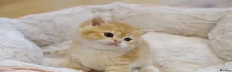 British Shorthair cats for sale: Gorgeous BSH golden kittens pedigree TICA - Advert 13