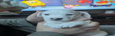 Jack Russell Puppy 4