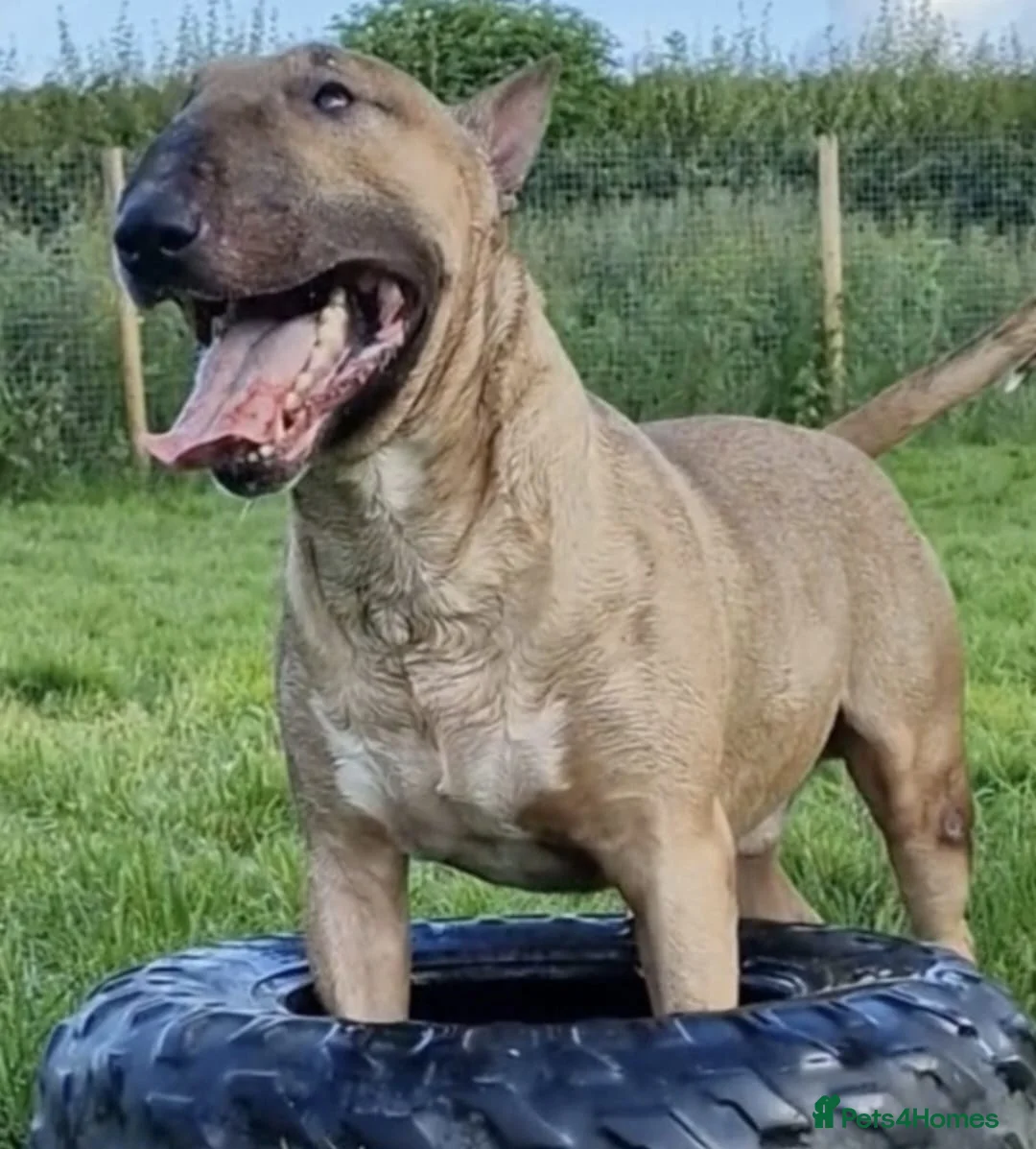 English Bull Terrier dogs for sale: Top Quality KC registered health checked - Advert 17