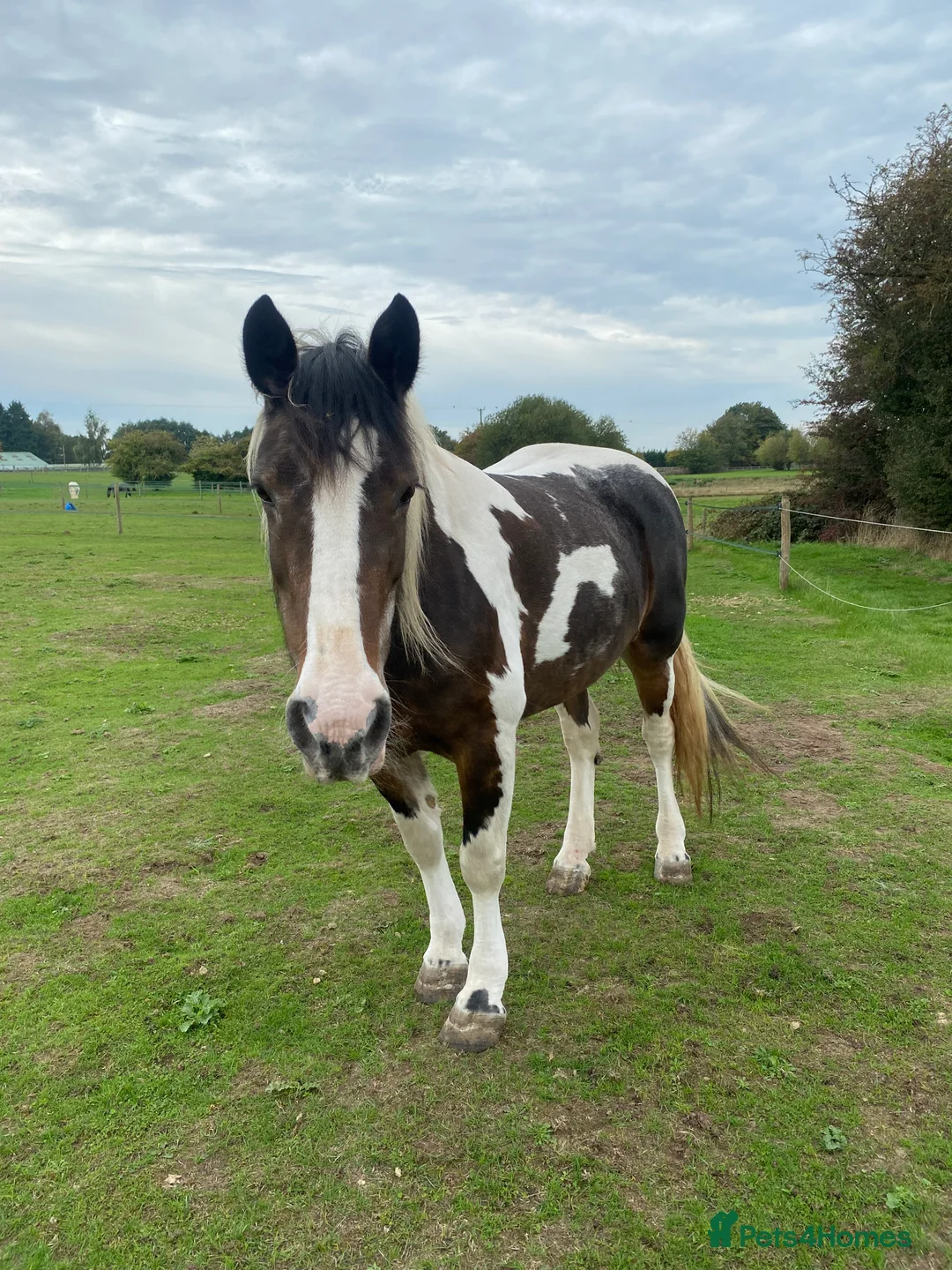 Irish Cob horses for sale: 14,3 gypsy cob mare - Advert 5