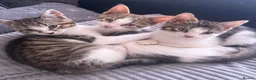 British Shorthair cats for sale: Beautiful Tabby Kittens for sale in Cullompton - Advert 1