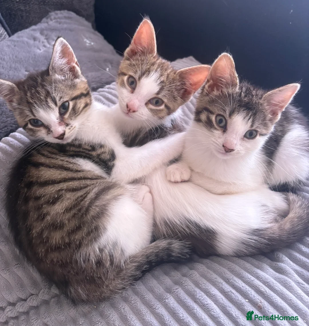 British Shorthair cats for sale: Beautiful Tabby Kittens for sale in Cullompton - Advert 1
