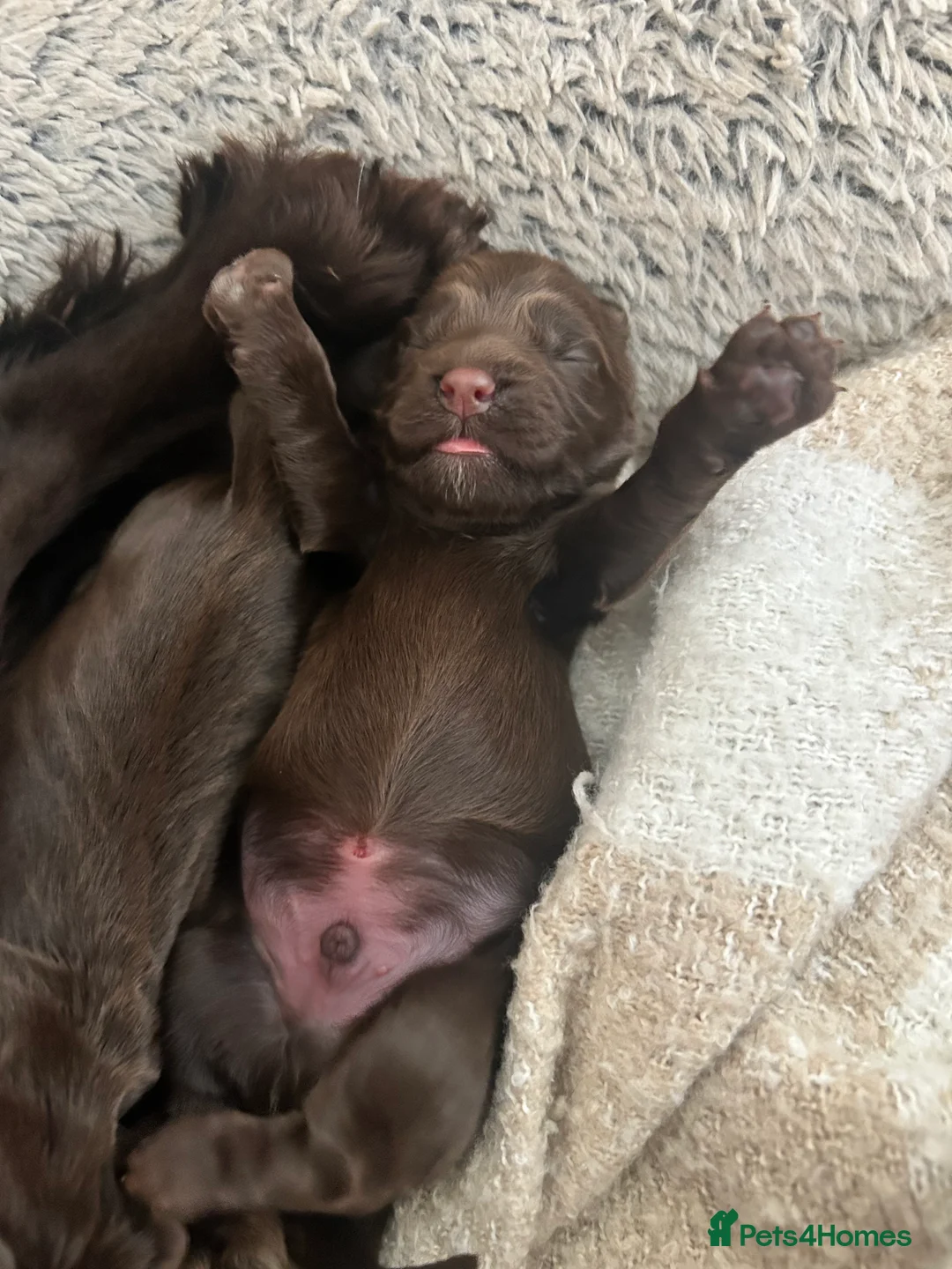 Cocker Spaniel dogs for sale:  Cocker Spaniel Puppies – Ready to Reserve! 🐾 - Advert 2