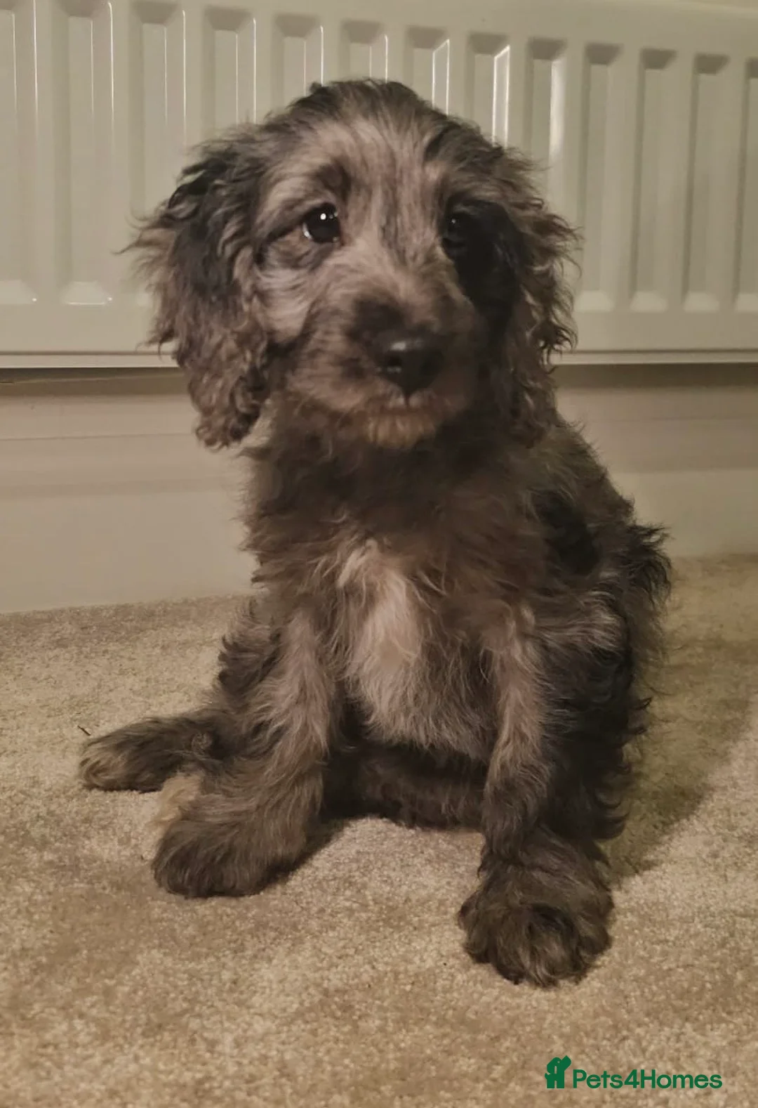 Cockapoo dogs for sale: Gorgeous F1 Cockapoo Puppies  - Advert 8