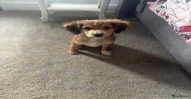 Mixed Breed dogs - Advert 7