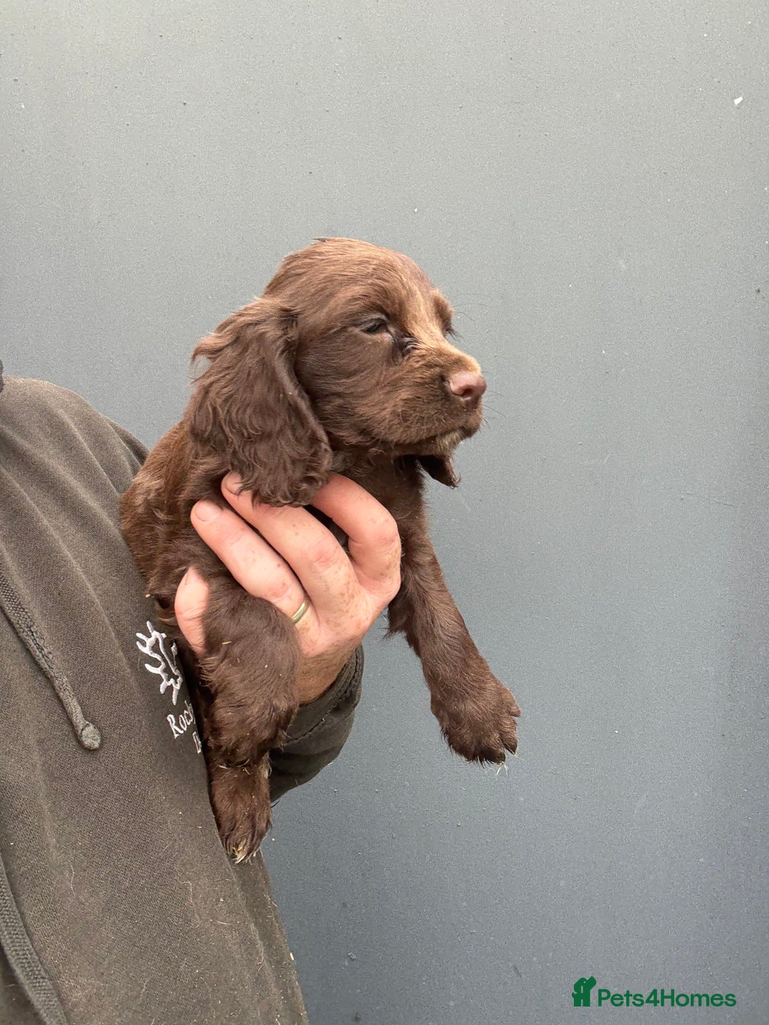 Cocker Spaniel dogs for sale: Cocker Spaniel Pups - Image 5
