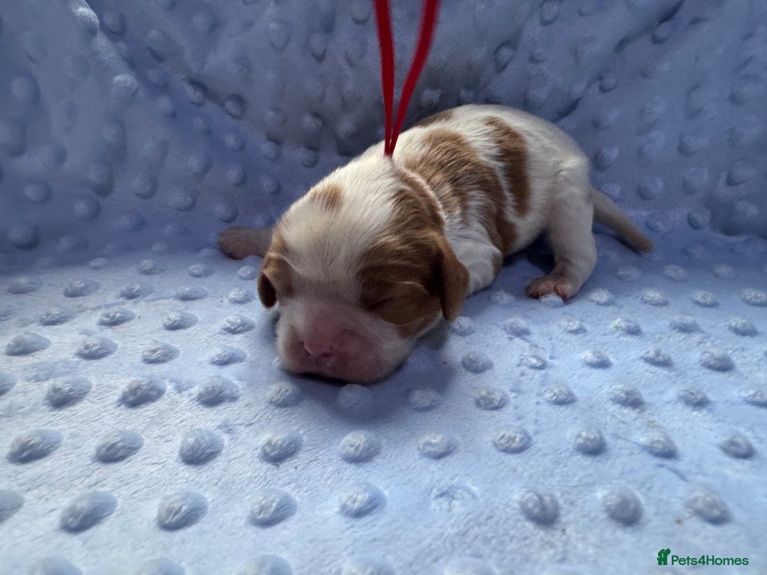 Cavalier King Charles Spaniel dogs for sale: CAVALIER KING CHARLES SPANIEL LICENSED KC HEALTH - Advert 14