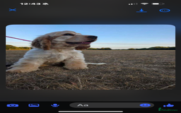 Cocker Spaniel dogs for sale: Show type cocker  - Image 6