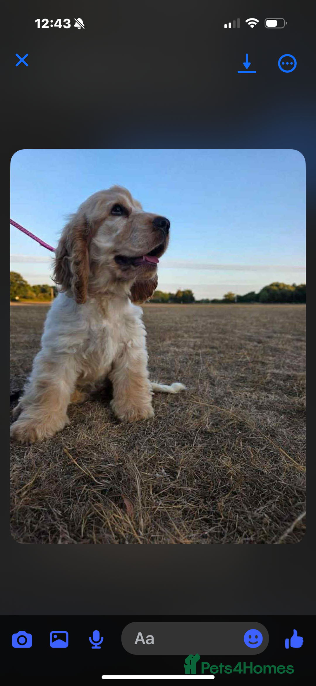 Cocker Spaniel dogs for sale: Show type cocker  - Image 6