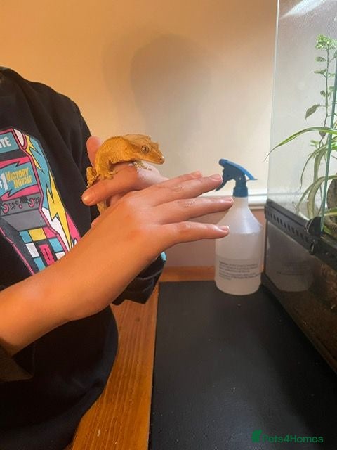 Gecko reptiles Crested Gecko and BIOACTIVE Exoterra Terrarium - Advert 2