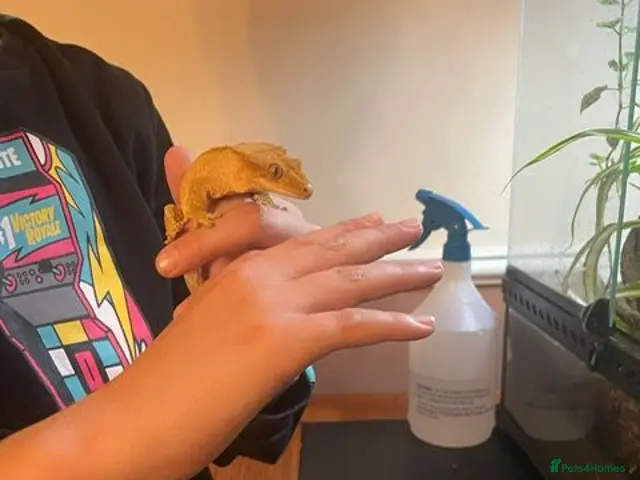 Gecko reptiles Crested Gecko and BIOACTIVE Exoterra Terrarium - Advert 2