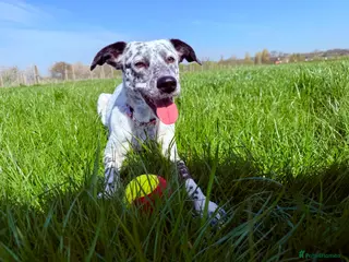 Mixed Breed dogs Sensitive Girl needs Calm Forever Home 🩷 - Advert 3