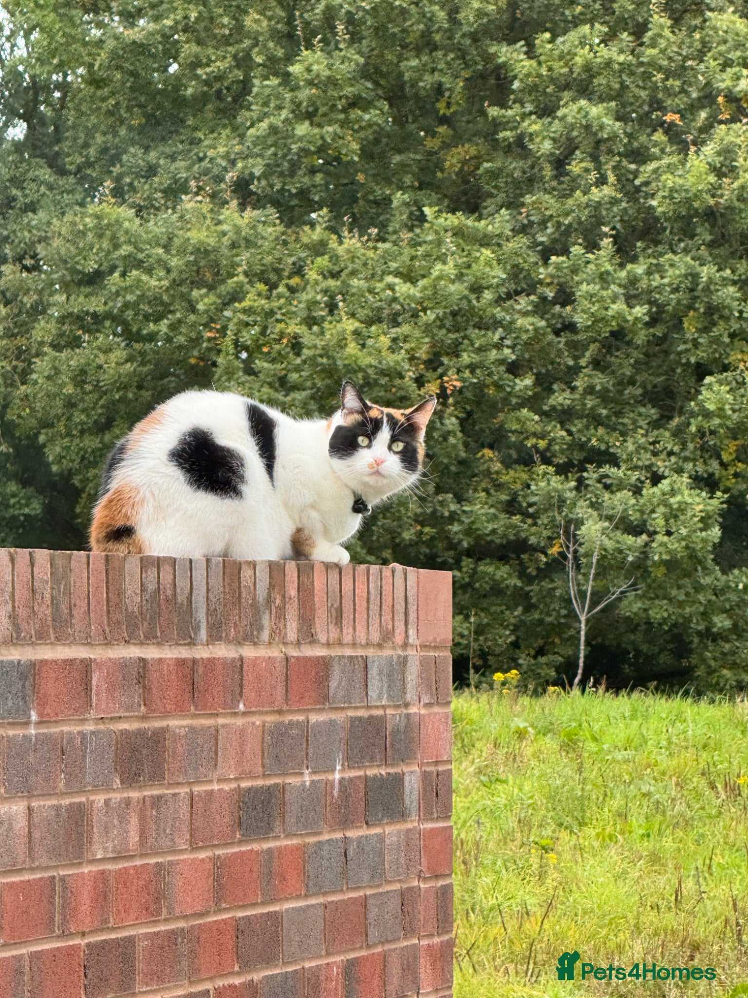 Mixed Breed cats My long term cat  - Advert 1