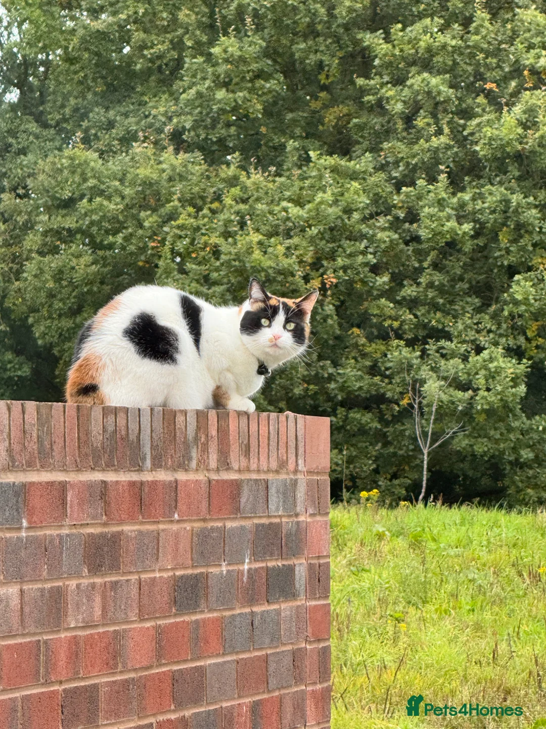 Mixed Breed cats for sale: My long term cat  - Advert 1