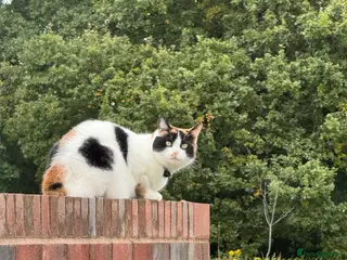 Mixed Breed cats My long term cat - Advert 4