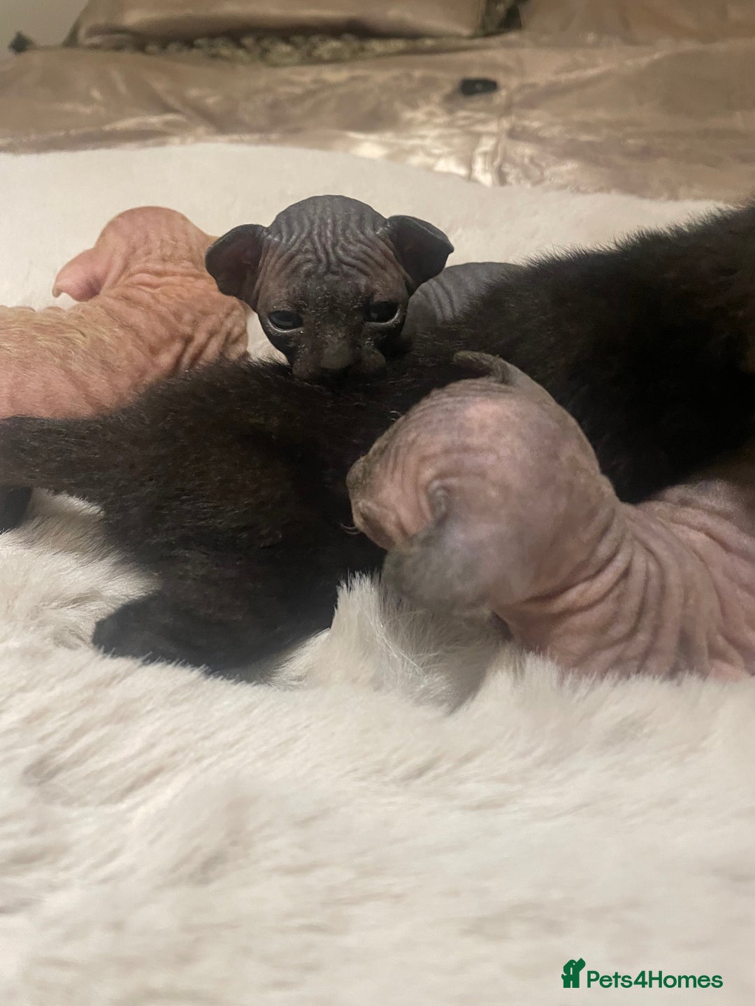 Sphynx cats for sale: Beautiful Sphynx cross orinetal kittens  - Advert 11