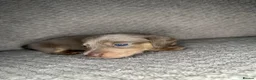 Miniature Dachshund dogs for sale: KC Blue & Lilac & Cream & Longhair MiniDachshund🤍 - Advert 23