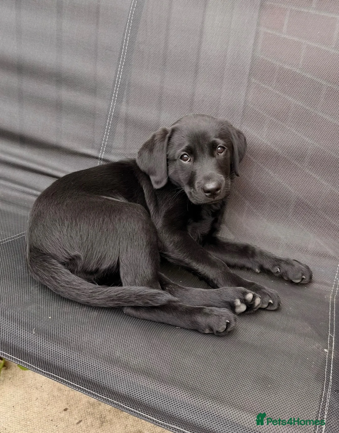 Labrador Retriever dogs for sale: KC Registered Black Labrador Bitch 13mnth Old in York - Advert 5