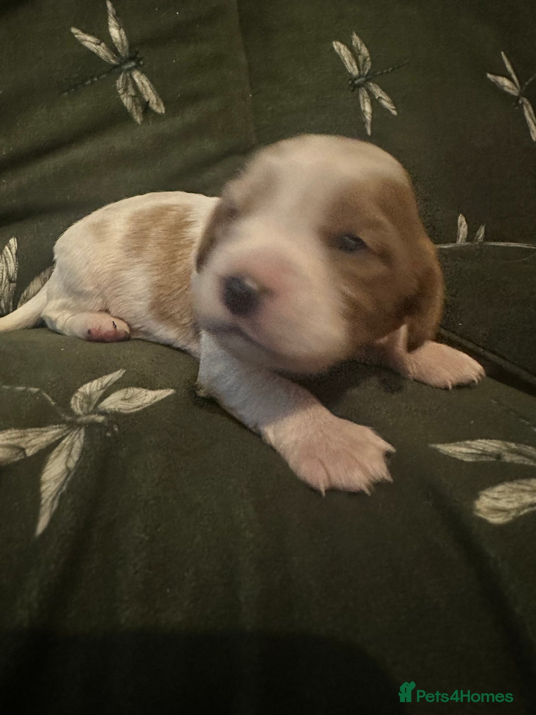 Cockalier dogs for sale: Cockalier puppies  - Advert 5