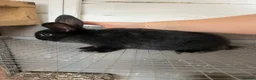 Lionhead rabbits for sale: Bunnies  - Advert 5