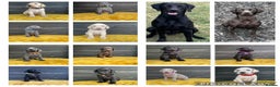 Mixed Breed dogs for sale: 6/9 F2 Weimador / Labmaraner  - Advert 22