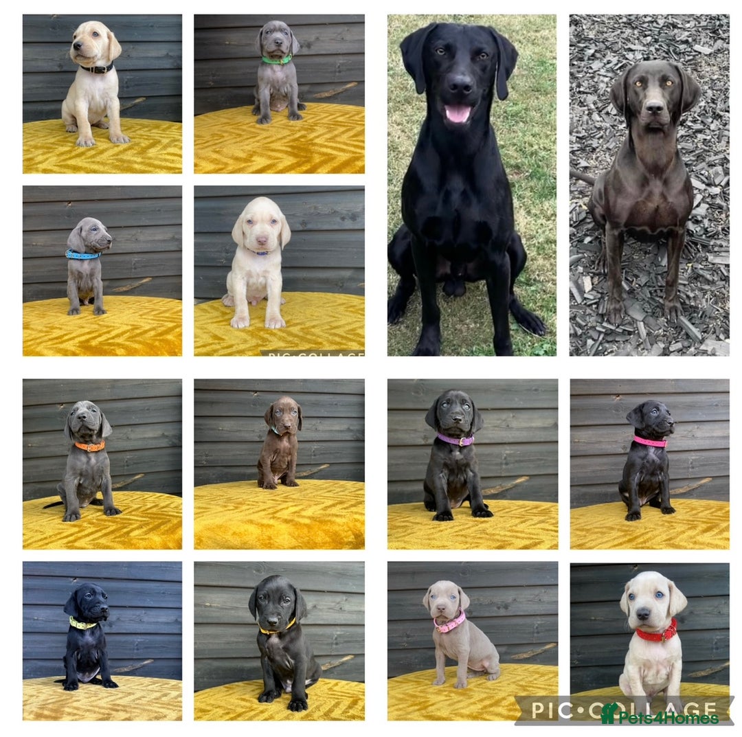 Mixed Breed dogs for sale: 6/9 F2 Weimador / Labmaraner  - Advert 22