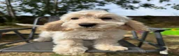 Cockapoo dogs for sale: Gorgeous cockapoo puppies  - Advert 6