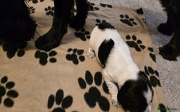 Cocker Spaniel dogs for sale: Cocker spaniel for sale - Image 6