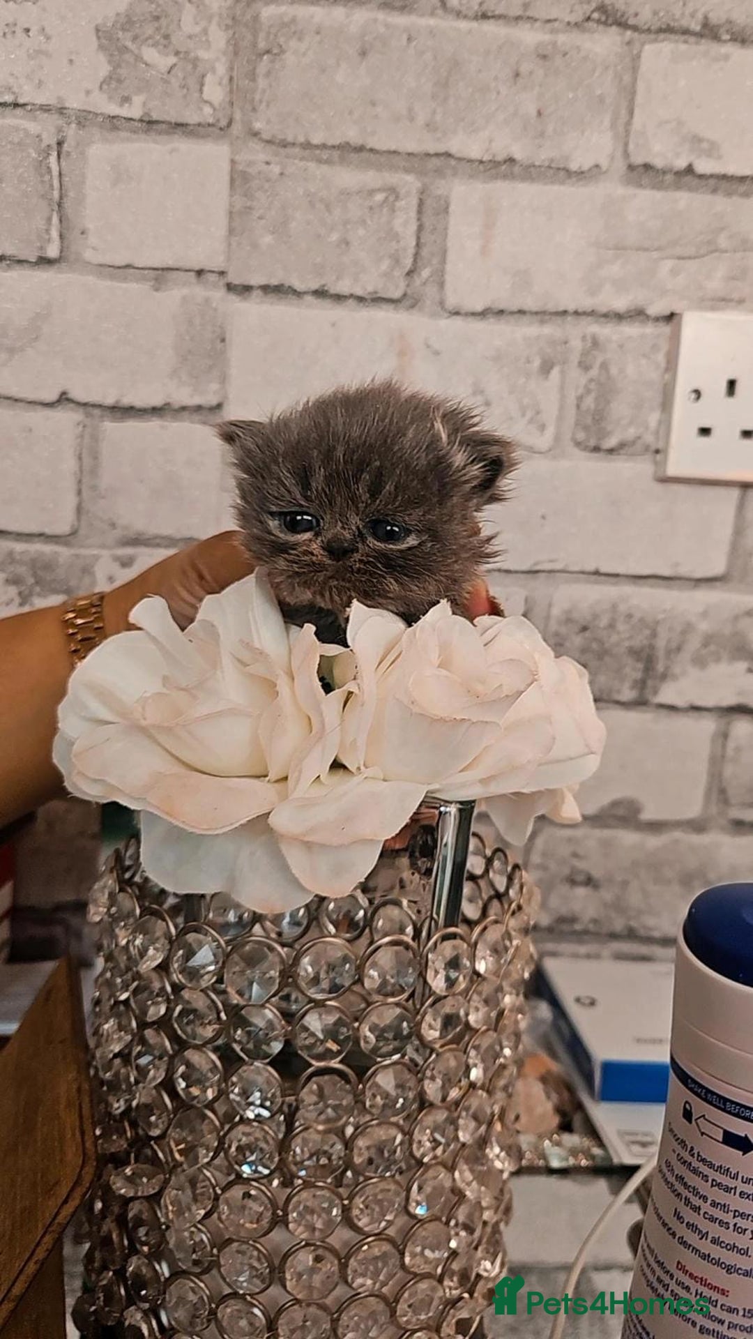 Persian cats for sale: Full pedigree Persian kittens available  - Image 8