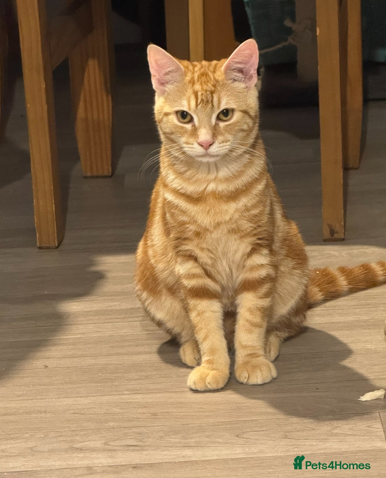 Mixed Breed cats Jasper  - Advert 2