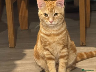 Mixed Breed cats Jasper - Advert 2