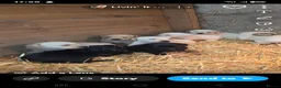 Labrador Retriever dogs for sale: Chunky Labrador pups looking for new homes - Advert 2