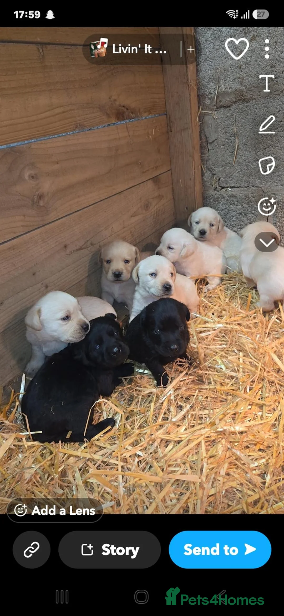 Labrador Retriever dogs for sale: Chunky Labrador pups looking for new homes - Advert 2