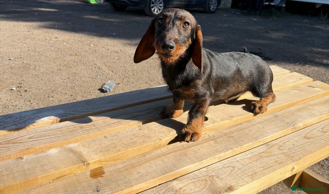 Dachshund dogs for sale: 2  teckle puppy for sale 1 male and one female - Advert 1