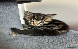 Mixed Breed cats for sale: 2 Tabby's and calico kitten for sale - Image 5