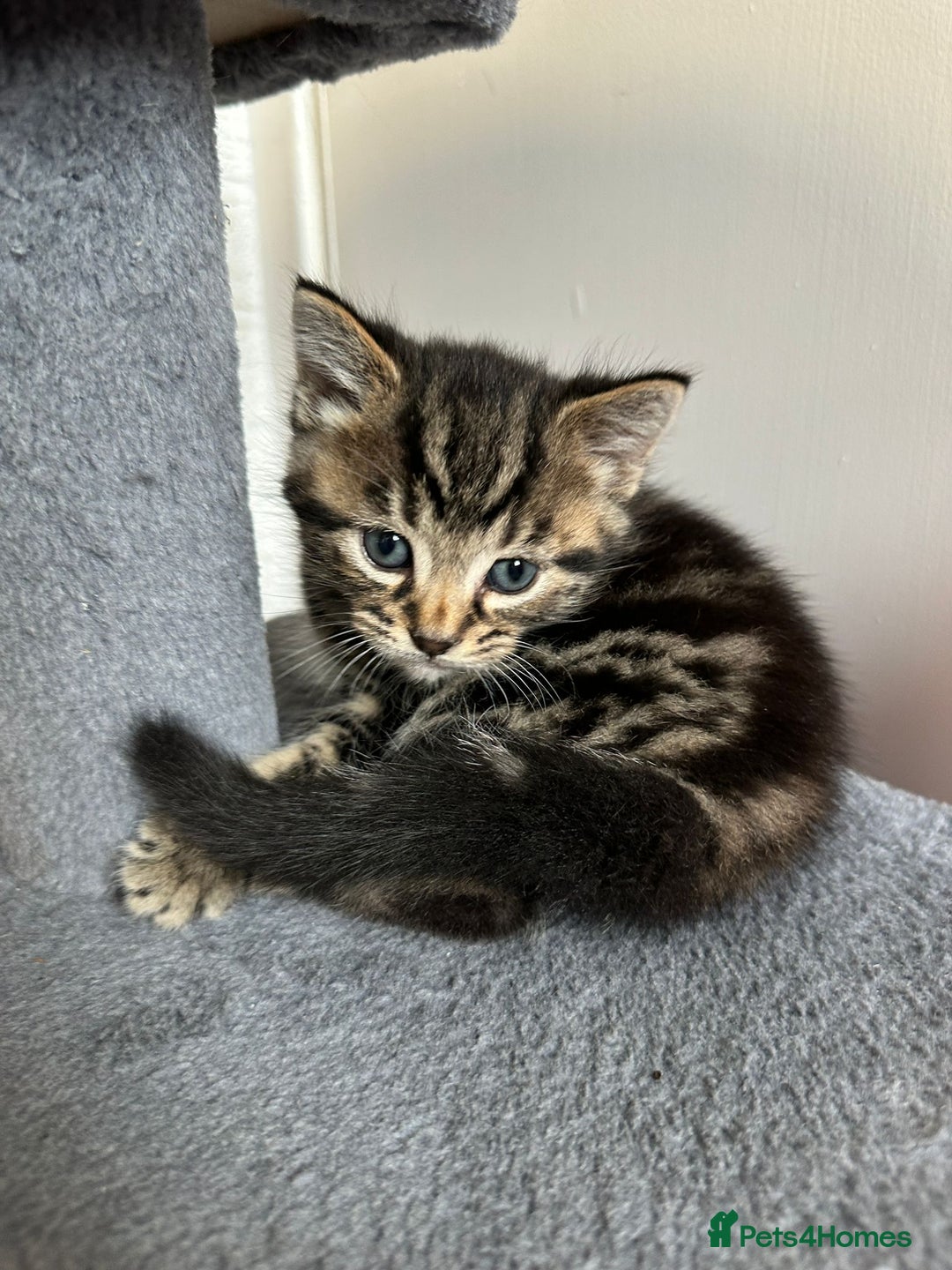 Mixed Breed cats for sale: 2 Tabby's and calico kitten for sale - Image 5