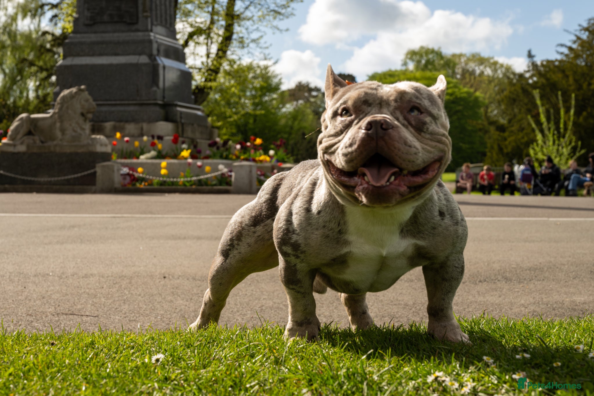 American Bully dogs for sale: Micro Bully  - Advert 1