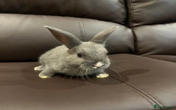 Mixed Breed rabbits for sale: Bunnies rabbits for sale - Image 4