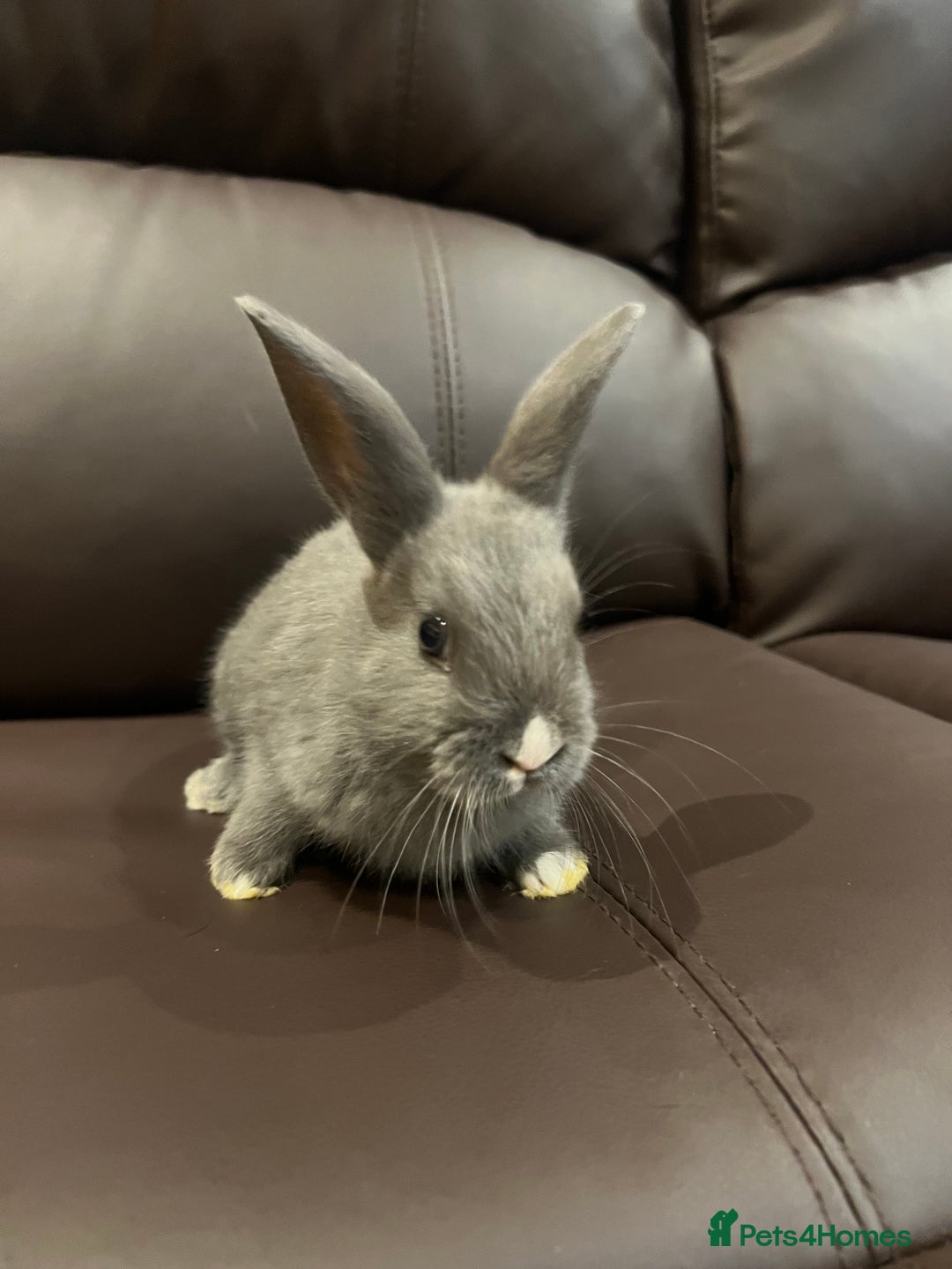 Mixed Breed rabbits for sale: Bunnies rabbits for sale - Image 4
