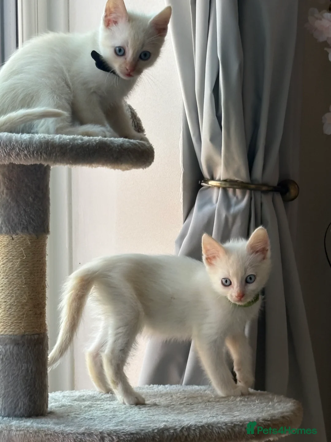 Mixed Breed cats for sale: Sphynxamese kittens  - Advert 1