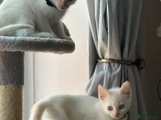 Mixed Breed cats Sphynxamese kittens - Advert 10