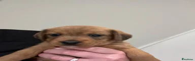 Doxiepoo 3