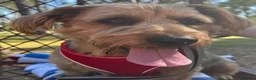 Mixed Breed dogs for sale: Baxter  - Advert 3