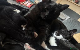 Domestic Shorthair cats for sale: Jinx  - Image 3